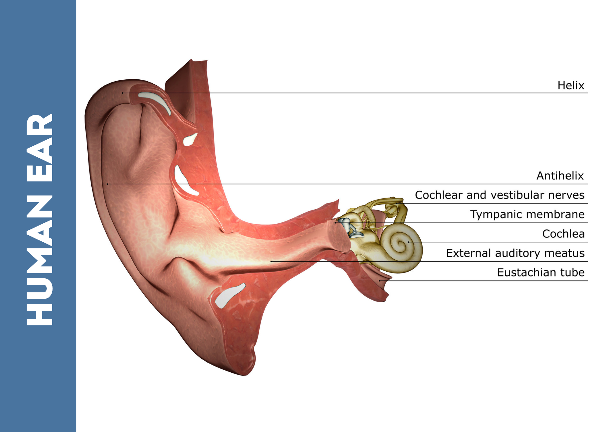 Human ear_hearing protection (2)