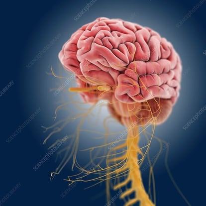 central nervous system